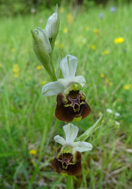 Ophrys holosericea, tetraloniae o untchjii ? ......holosericea.